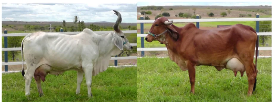 Figura 4 – Vaca Guzerá a esquerda e vaca Gir a direita 