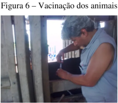 Figura 6 – Vacinação dos animais 