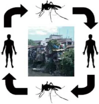 Figura 1 – Representação simplificada do ciclo urbano da dengue. 