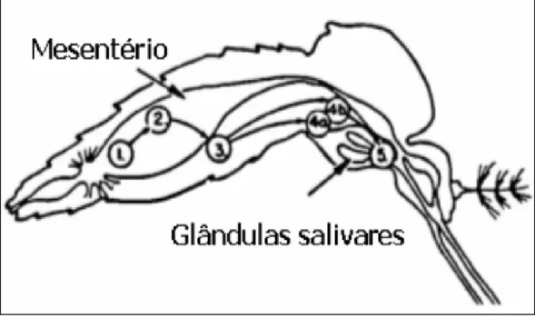 Figura  2  –  Esquema  da  morfologia  do  vetor  e  multiplicação  do  DENV.  1  –  Sangue  de  hospedeiro  virêmico  no  mesentério  da  fêmea