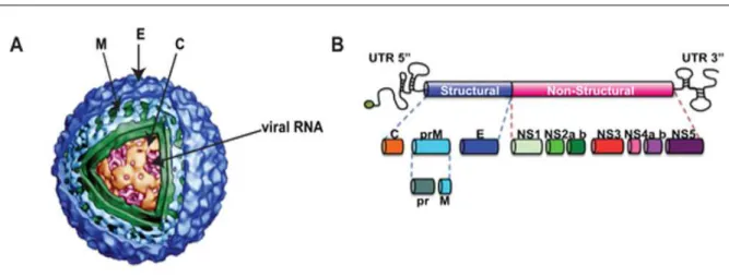 Figura 3 – Representação da estrutura (A) e do genoma (B) do vírus dengue.  