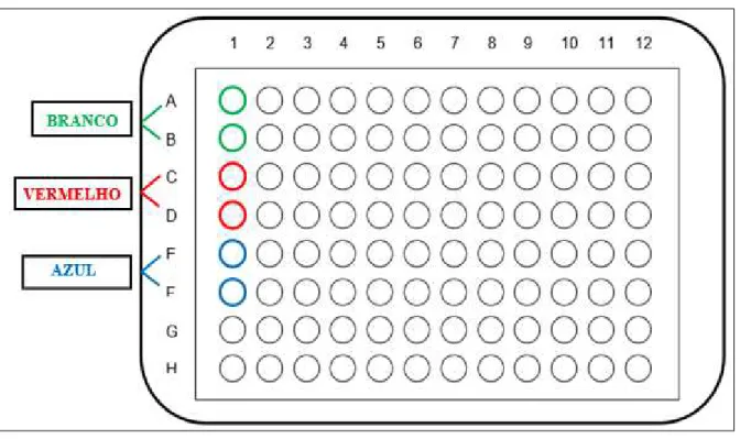 Figura 9 – Esquema da microplaca de 96 orifícios para o Elisa IgG.  