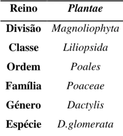 Tabela II: Taxonomia da Dactylis glomerata (Adaptado de www.phadia.com) 