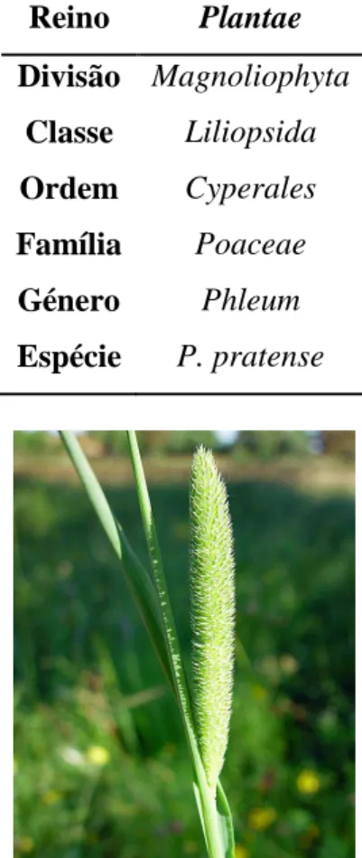 Tabela IV: Taxonomia da Phleum pratense (Adaptado de www.phadia.com) 