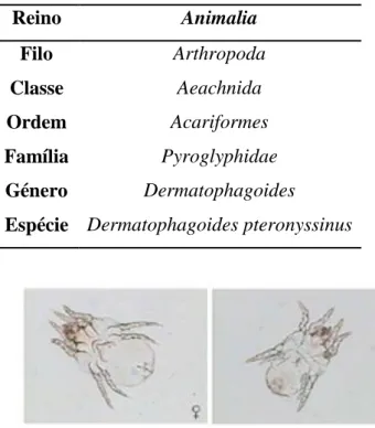 Tabela VI: Taxonomia de Dermatophagoides pteronyssinus (Adaptado de www.phadia.com) 