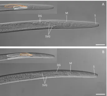 Fig. 1 Positions of pharyngeal gland cells in adult (A) and juvenile (B) Bursaphelenchus xylophilus