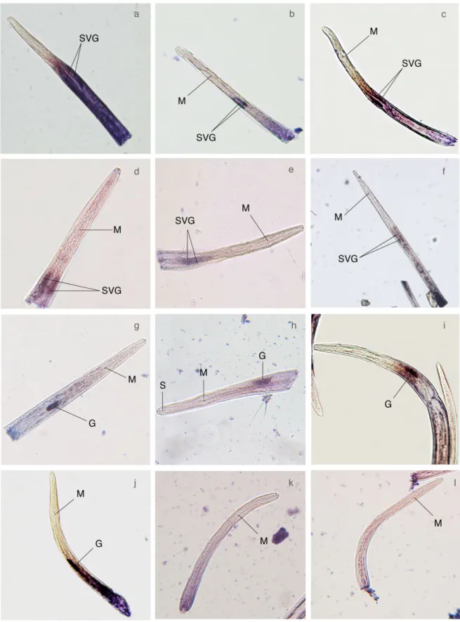 Fig. 4 Localization of candidate effector expression in the pharyngeal gland cells by in situ hybridization