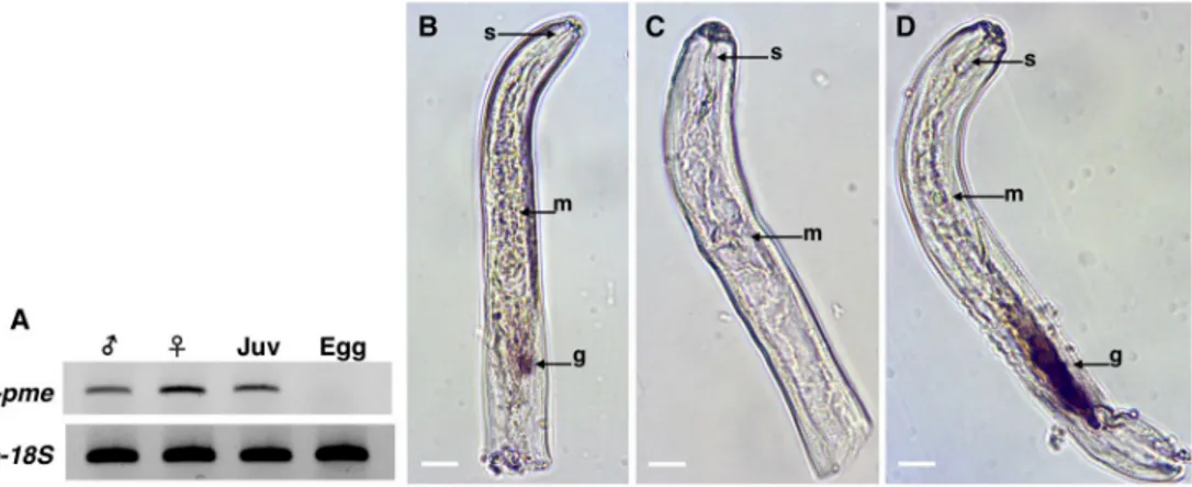 Fig 5. Expression and localization of Pratylenchus penetrans Pp-pme transcripts. (A) Determination of Pp-pme expression in different nematode developmental stages of P