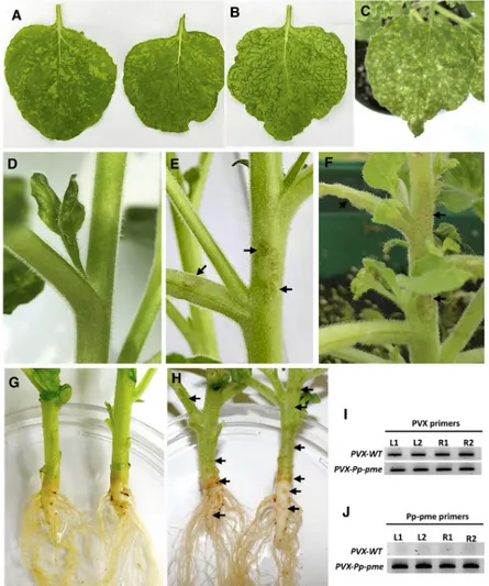 Fig 7. Phenotypic changes in Nicotiana benthamiana plants infected with the recombinant PVX-Pp-pme virus