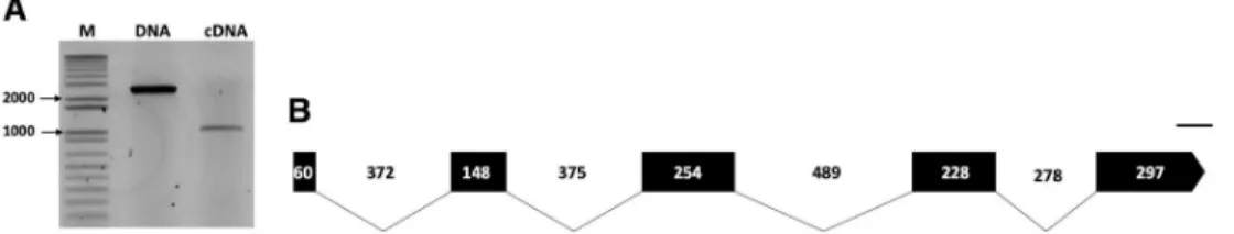 Fig 1. Molecular characterization of the pectin methylesterase (Pp-pme) of Pratylenchus penetrans