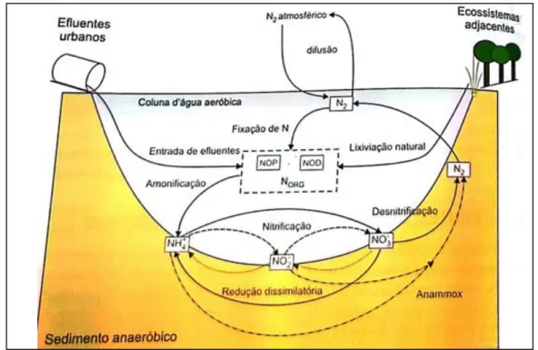 Figura  7  –  Desenho  esquemático  do  ciclo  biogeoquímico  do  nitrogênio  em  ecossistemas  aquáticos 