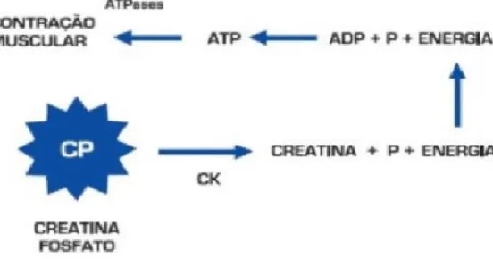 Figura 2  –  Mecanismo bioquímico de fornecimento de enegia para a  contração muscular a partir do monohidrato de creatina