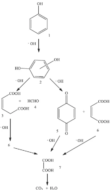 Figura 5  - Provável mecanismo de degradação do fenol proposto por Devi e Rajashekhar 