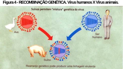 Figura 4 - RECOMBINAÇÃO GENÉTICA. Vírus humanos X Vírus animais. 