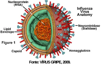 Figura 5 - Esquema representativo da estrutura do vírus Influenza. Adaptado do Goldsby et al.; Kubby Immuno- Immuno-logy, 2000
