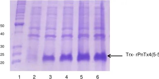Figura  18  -  Avaliação  da  cinética  de  expressão  da  proteína  em  fusão  Trx- Trx-rPnTx4(5-5) por SDS-PAGE 12,5%