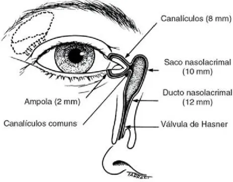 Figura 1 – Glândula lacrimal: A glândula lacrimal localiza-se na região supralateral do  olho, enquanto que os ductos de drenagem se localizam medialmente, levando o líquido 