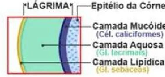Figura 3 – Distribuição do filme lacrimal: O esquema mostra a distribuição dos compo- compo-nentes do filme lacrimal em estratos (mucoso, aquoso e lipídico) sobre a superfície 