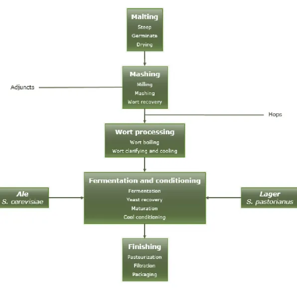 Figure 1 -  General brewing process (adapted from Harrison, 2009). 