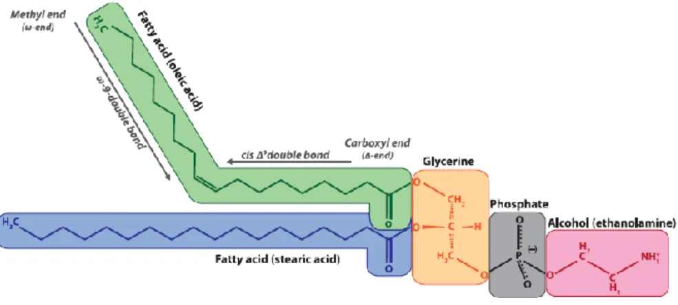 Figure 2.6. Phospholipid chemical structure (Kandeler 2015). The polar phosphorous group is composed of the phosphate  (grey) and, in this case, alcohol (pink) groups shown above; and it faces out of the cell membrane