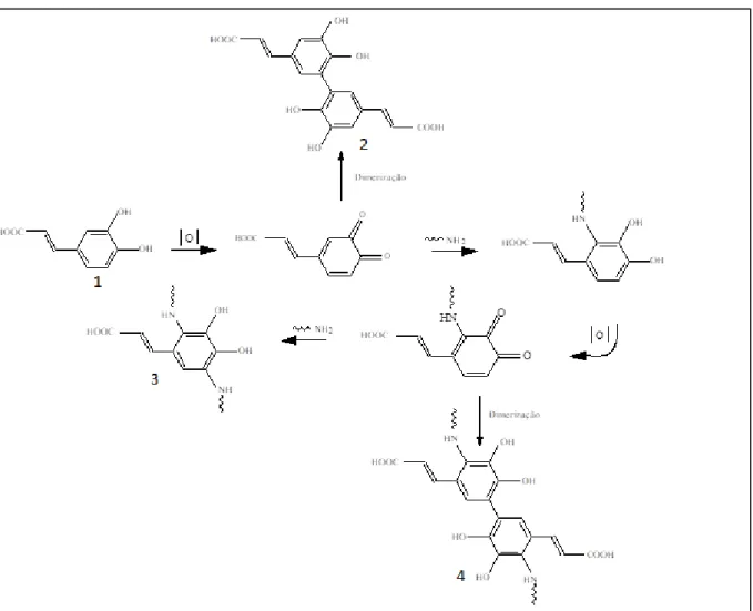 Figura 2  –  Processo de reticulação de uma proteína por um ácido fenólico. 
