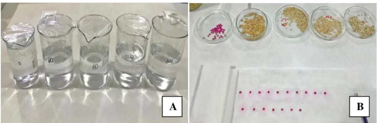 Figura 1- Soluções preparadas com diferentes níveis de sais (A). Distribuição das sementes  em papel germitest (B)