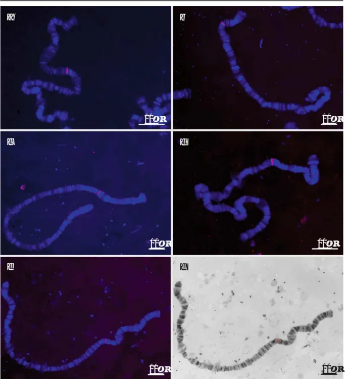 Fig. 1 Localization of microsatellite probes by fluorescence in situ hybridization to D