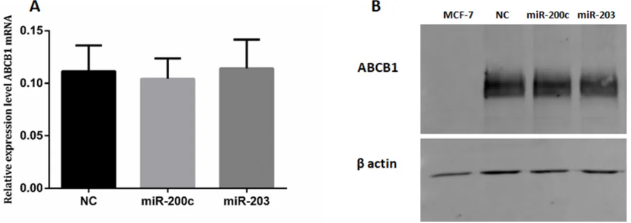 Figure 7. ABCB1 in KCR transfected cells. KCR cells were transfected with mimics-miRs (NC, miR-200c and miR-203) for 48 h and the  levels of ABCB1 mRNA (A) was determined by RT-qPCR