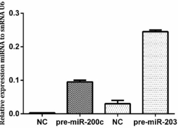 Figure 4. Expression of miR-200c and miR-203 in KCR cells after transfection. Cells were transfected with pre-miR-200c and pre- pre-miR-203 precursors using FUGENE HD and miRNA levels were upregulated compared with control cells (NC)