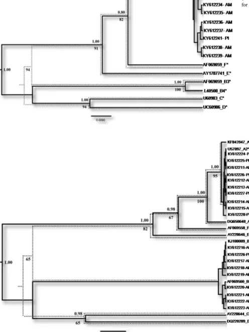 Fig. 4. Majority-rule Bayesian consensus tree of TPI se- se-quences from Russas-CE, Nossa Senhora de Nazaré-PI e Santa Isabel do Rio Negro-AM