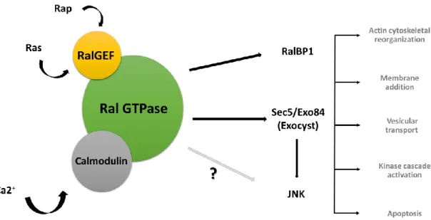 Figure  1.4.  Activated  Ral  protein  interacts  with  several  effectors  implicated  in  numerous  cellular processes