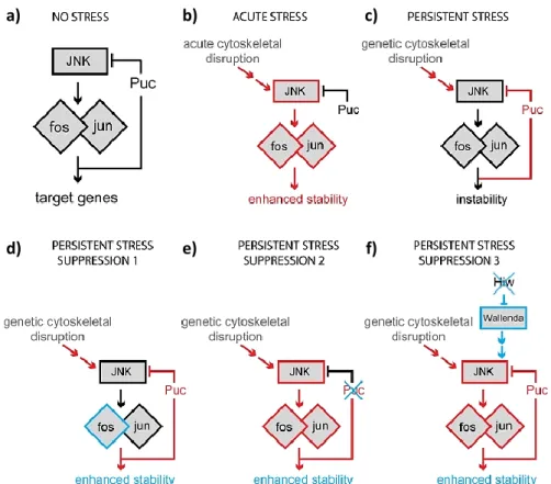 Figure 1.6. Schematic representation of different JNK outputs in response to different types of  stimuli