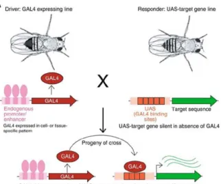Figure 2.1. Schematic representation of the UAS/Gal4-based system for transgene expression