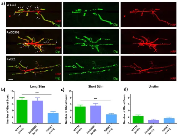 Figure 3.1.  Analysis of activity-dependent bouton formation in  ral mutants.  a) Confocal images of  wild type (W 1118 ), and ral mutants Ral G0501 , Ral EE1  NMJs of muscles 6/7 of 3 rd  instar larvae, segment A2-A4 after  long stimulation protocol