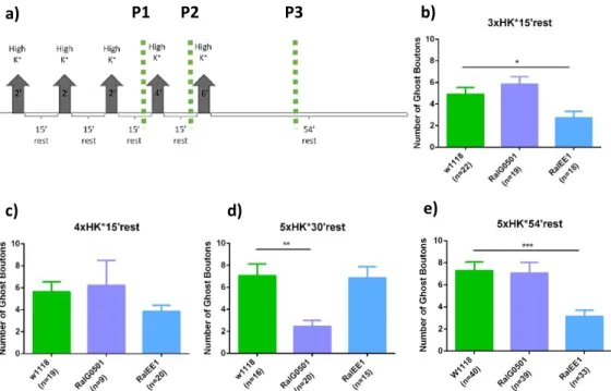 Figure 3.2. Analysis of time-lapse stimulation protocols in ral mutants. a) Schematic representation of long  stimulation protocol where the dashed line represents the 3 different time points used for time-lapse study