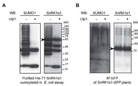 Figure  2.10  |  Processing  of  SnRK1!1-SUMO  conjugates  by  recombinant  Ulp1  SUMO  protease