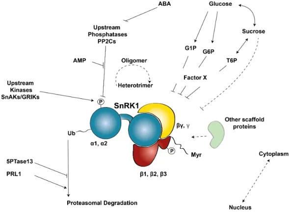 Figure 1.8 | Regulatory mechanisms controlling the SnRK1 kinase. 