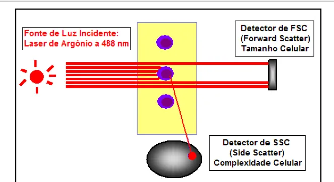 Figura 3 - Detecção da FSC e SSC. 