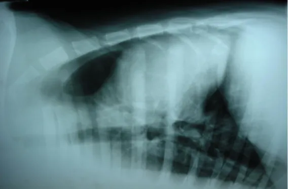 Figura 4 - Radiografia torácica decúbito lateral direito com aspectos normais, sem sinais de metástases
