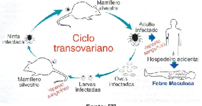 Figura 1 - Ciclo Transovariano. 
