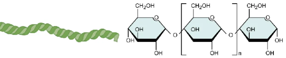 Figura 4- Polímeros de Amilose (S.n., 2017).  