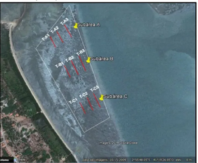 Figura 3 – Desenho amostral mostrando as três subáreas e seus respectivos transectos, dentro do prado localizado na margem esquerda do Complexo Estuarino Timonha-Ubatuba, município de Cajueiro da Praia, Piauí.