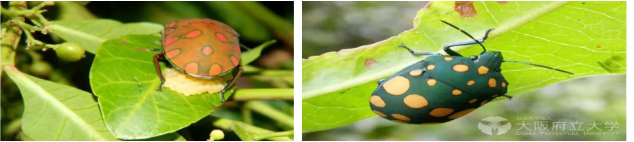 Figura 3 – Pachycoris torridus (A) pondo os ovos e (B) atacando a cultura 