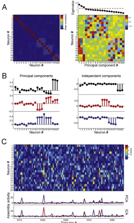 Fig. 7. Detecting and tracking cell assembly activity using independent component analysis