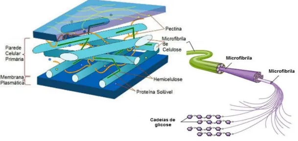 Figura 1 - Estrutura da parede celular da celulose vegetal. 