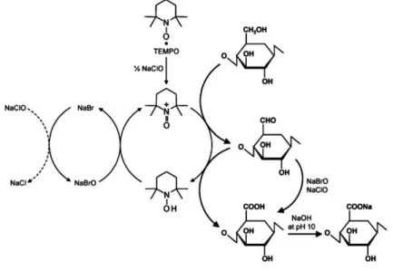 Figura 7 - Mecanismo de ação da oxidação regioseletiva de hidroxilas primárias do carbono C6,  em grupos carboxilatos por oxidação TEMPO/ NaBr/NaClO em pH 10-11
