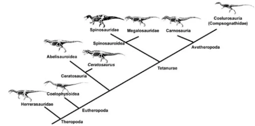 Figura 3 - Cladograma simples da sub-ordem Theropoda. www.palaeo.gly.bris.ac.uk