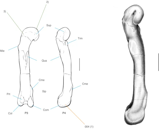 Figura 16 - Marcação de caracteres e sinapomorfias. Adobe Illustrator. Figura 17 - Fémur vista medial, desenho tonal.