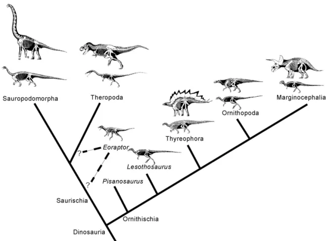 Figura 2 - Cladograma simplificado da super-ordem Dinosauria. www.geol.umd.edu/~tholtz/G104/dinoclad