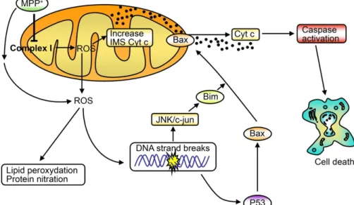 Figura 1: Morte celular por estresse oxidativo induzido por MPTP 